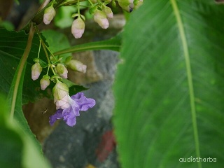 Strobilanthes callosus flower9.jpg